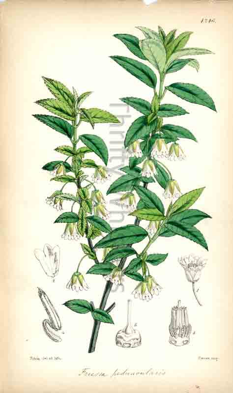 Hand-colored botanical plate number 4246 - digital file