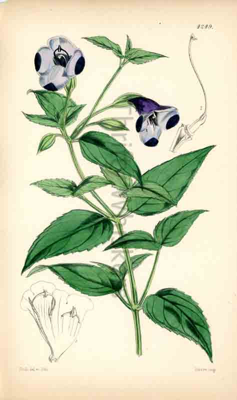 Hand-colored botanical plate number 4249 - digital file