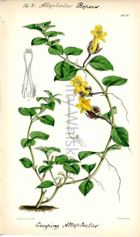 Hand-colored botanical plate number 4250 - digital file