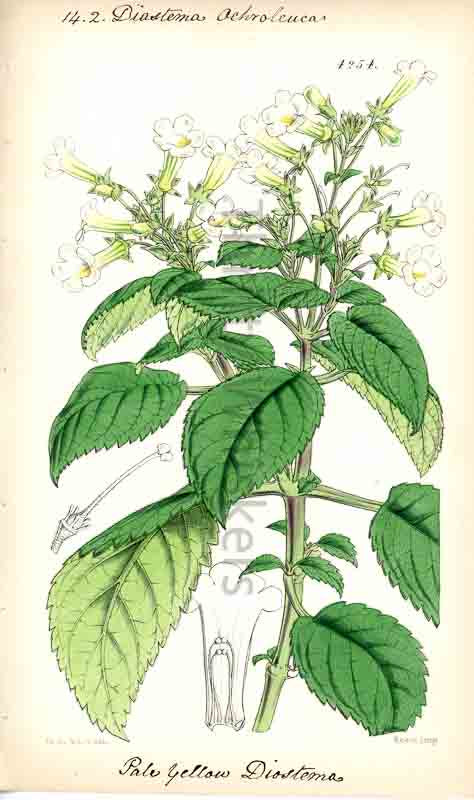 Hand-colored botanical plate number 4254 - digital file
