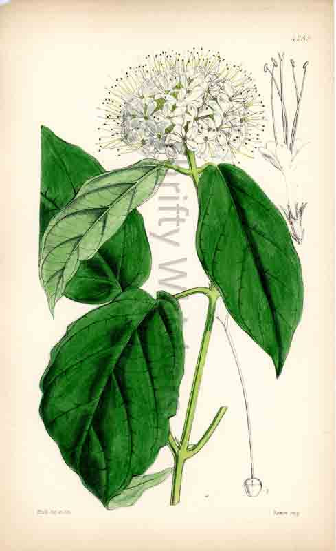 Hand-colored botanical plate number 4255 - digital file