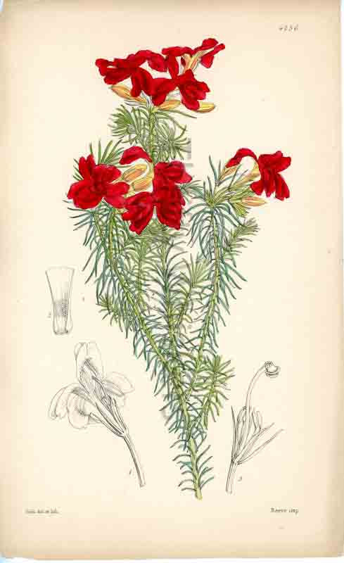 Hand-colored botanical plate number 4256 - digital file