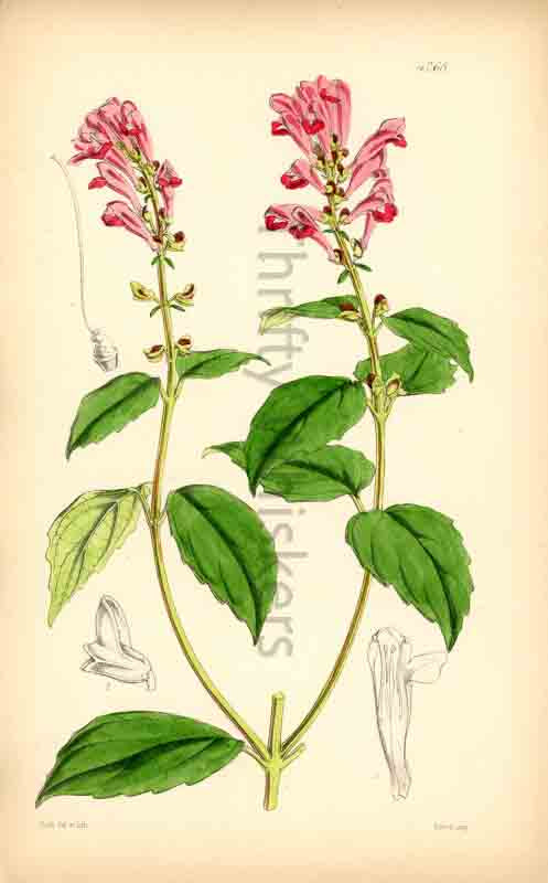 Hand-colored botanical plate number 4268 - digital file