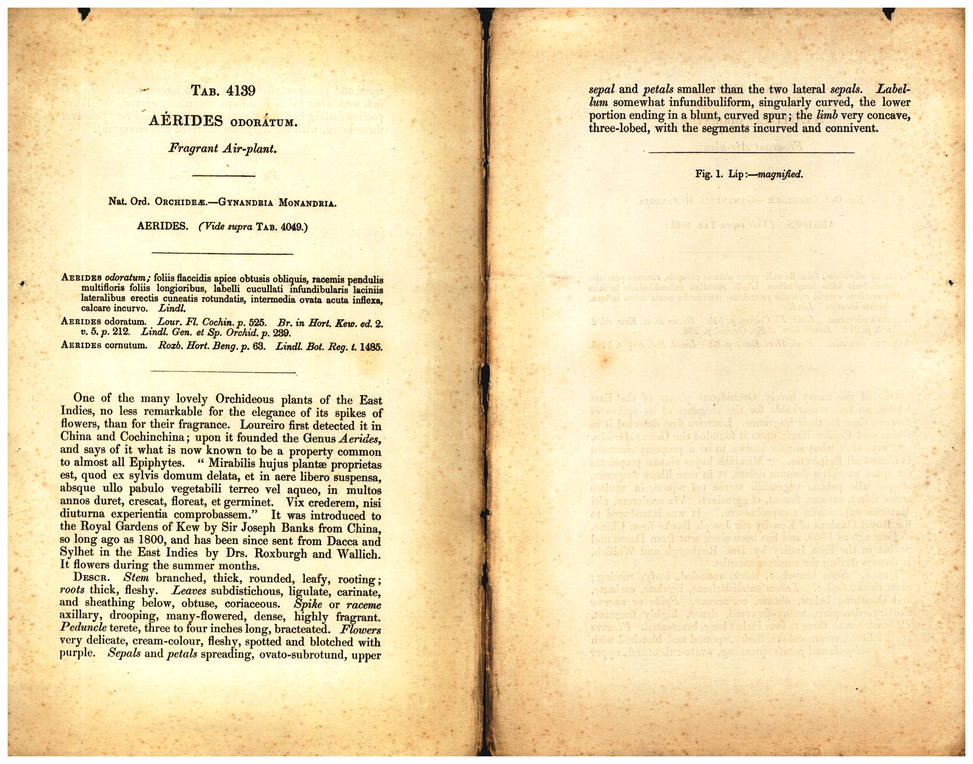 Botanical description tab for plate number 4139 - digital file