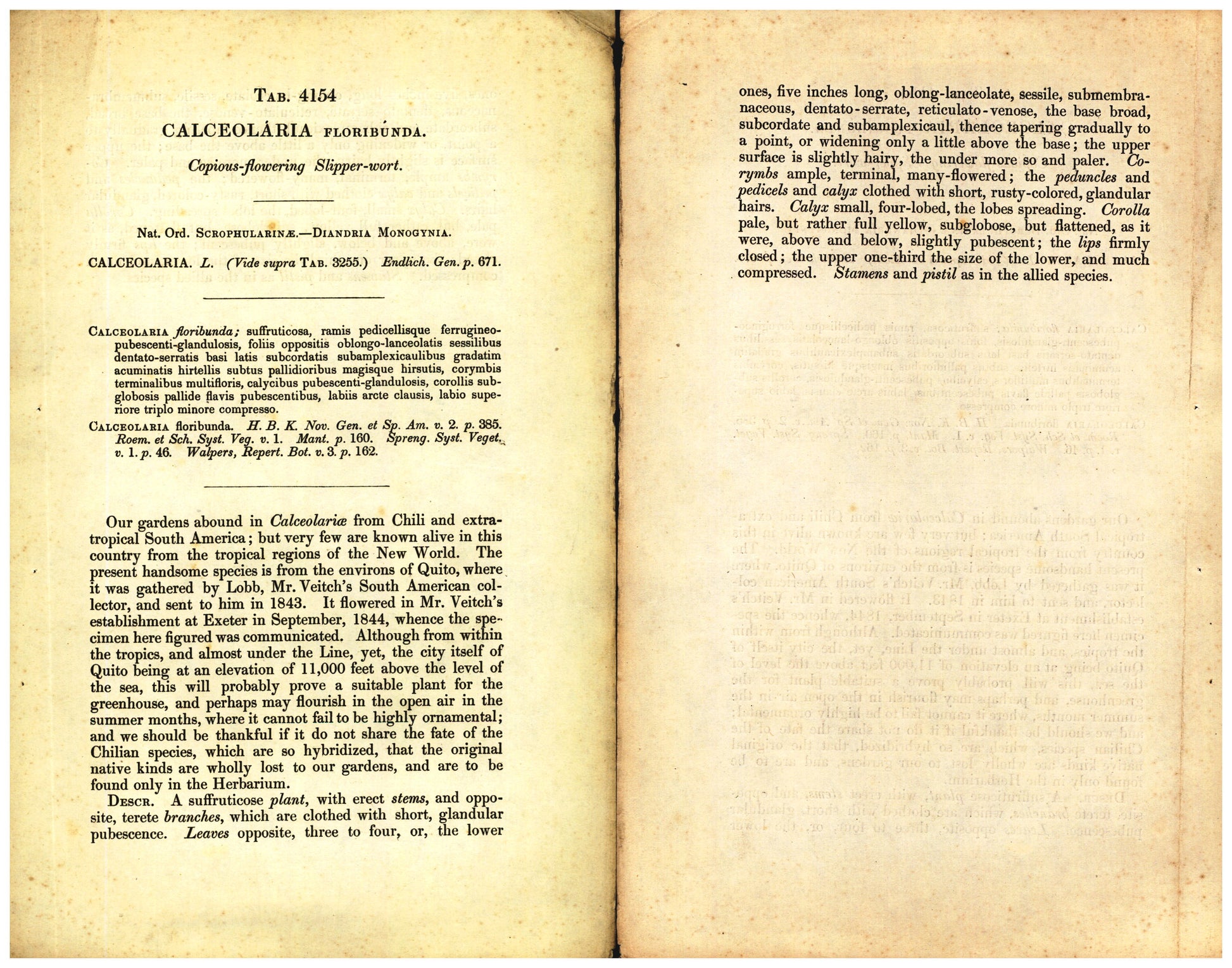 Botanical description tab for plate number 4154 - digital file