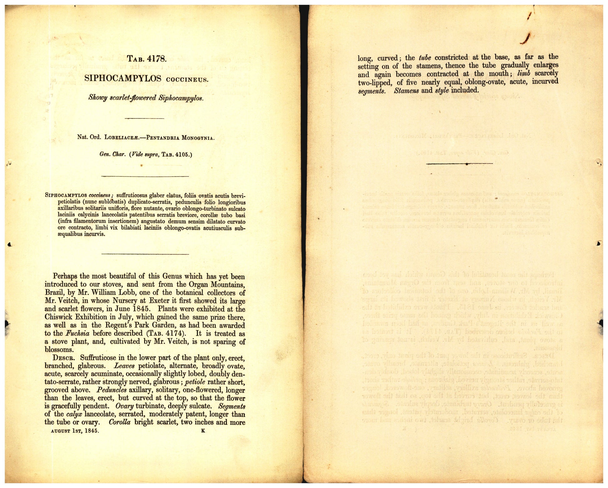 Botanical description tab for plate number 4178 - digital file