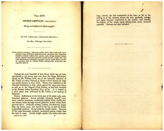 Botanical description tab for plate number 4178 - digital file