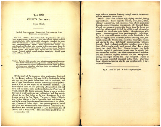 Botanical description tab for plate number 4182 - digital file