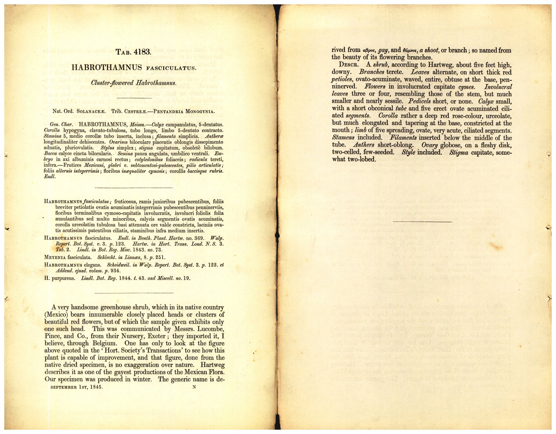 Botanical description tab for plate number 4183 - digital file