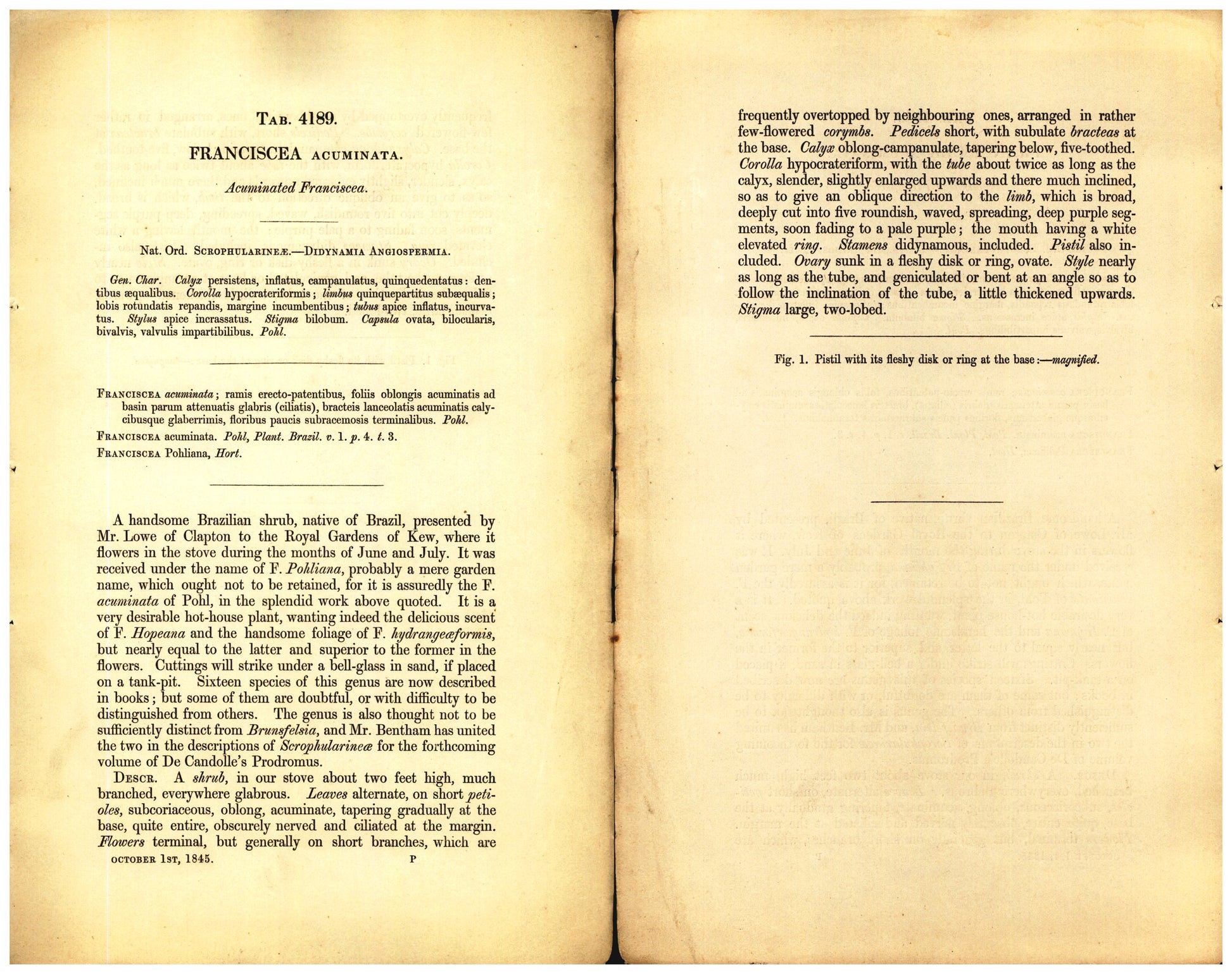 Botanical description tab for plate number 4189 - digital file