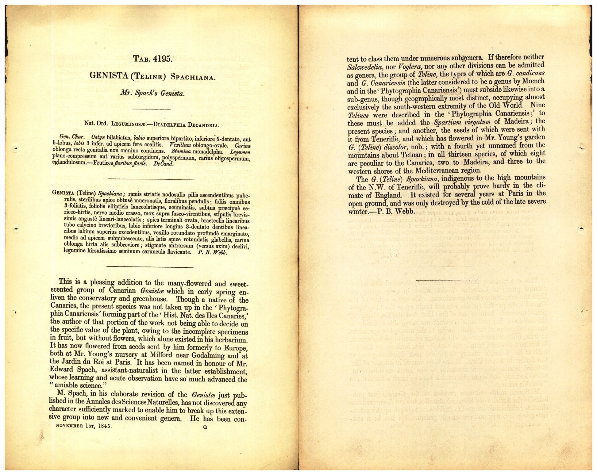 Botanical description tab for plate number 4195 - digital file