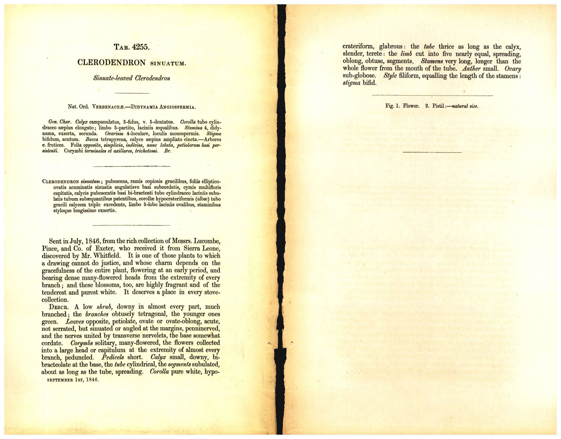 Botanical description tab for plate number 4255 - digital file