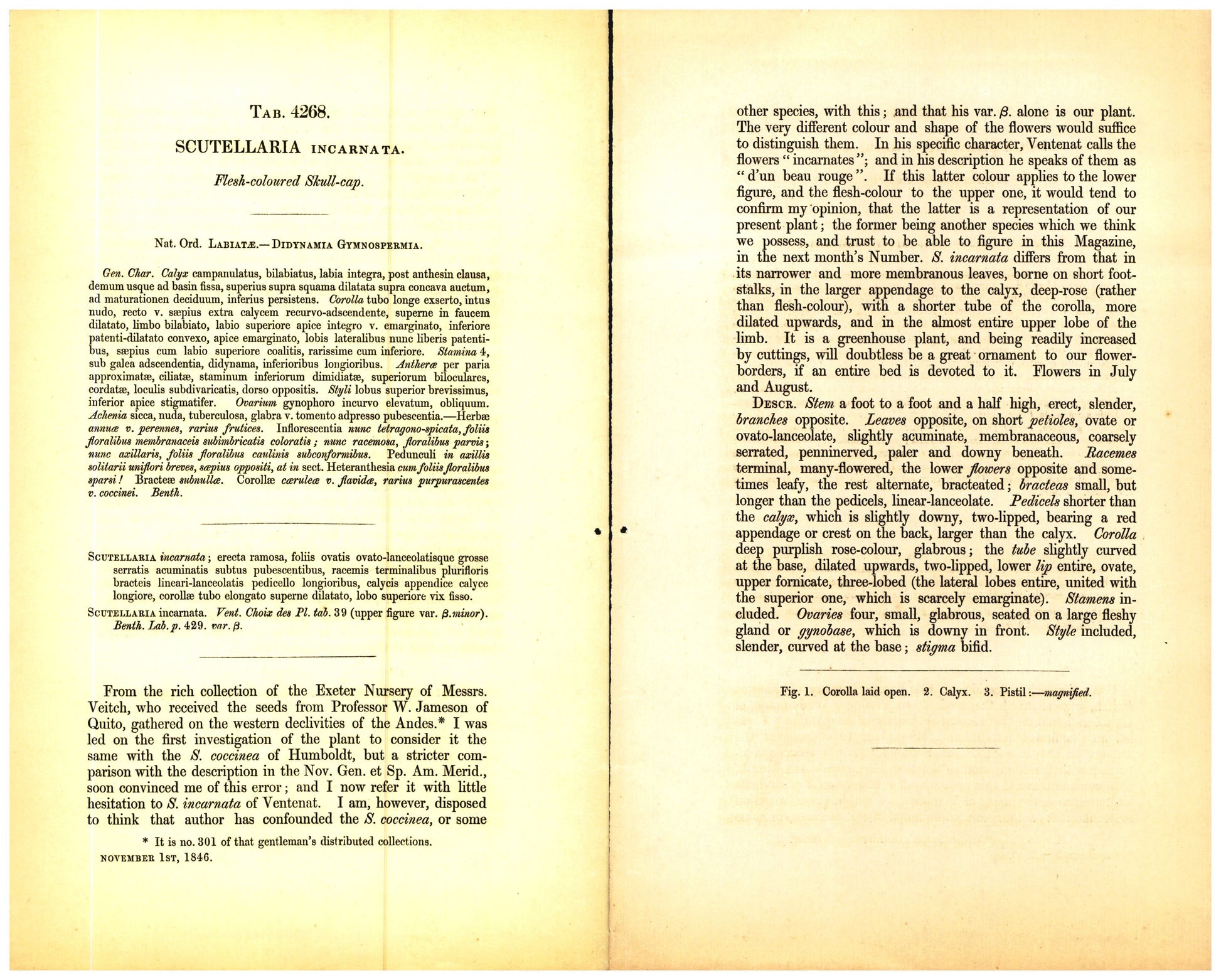 Botanical description tab for plate number 4268 - digital file
