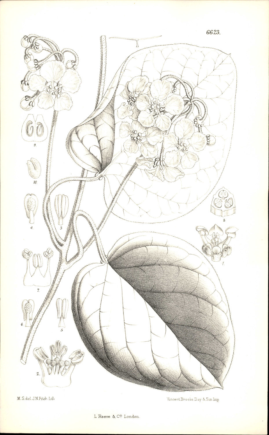 Curtis Botanical – Plate 6623 – Shore Butterfly Vine / Coastal Malpighia Vine