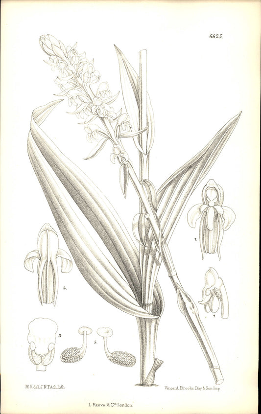 Curtis Botanical – Plate 6625 – —