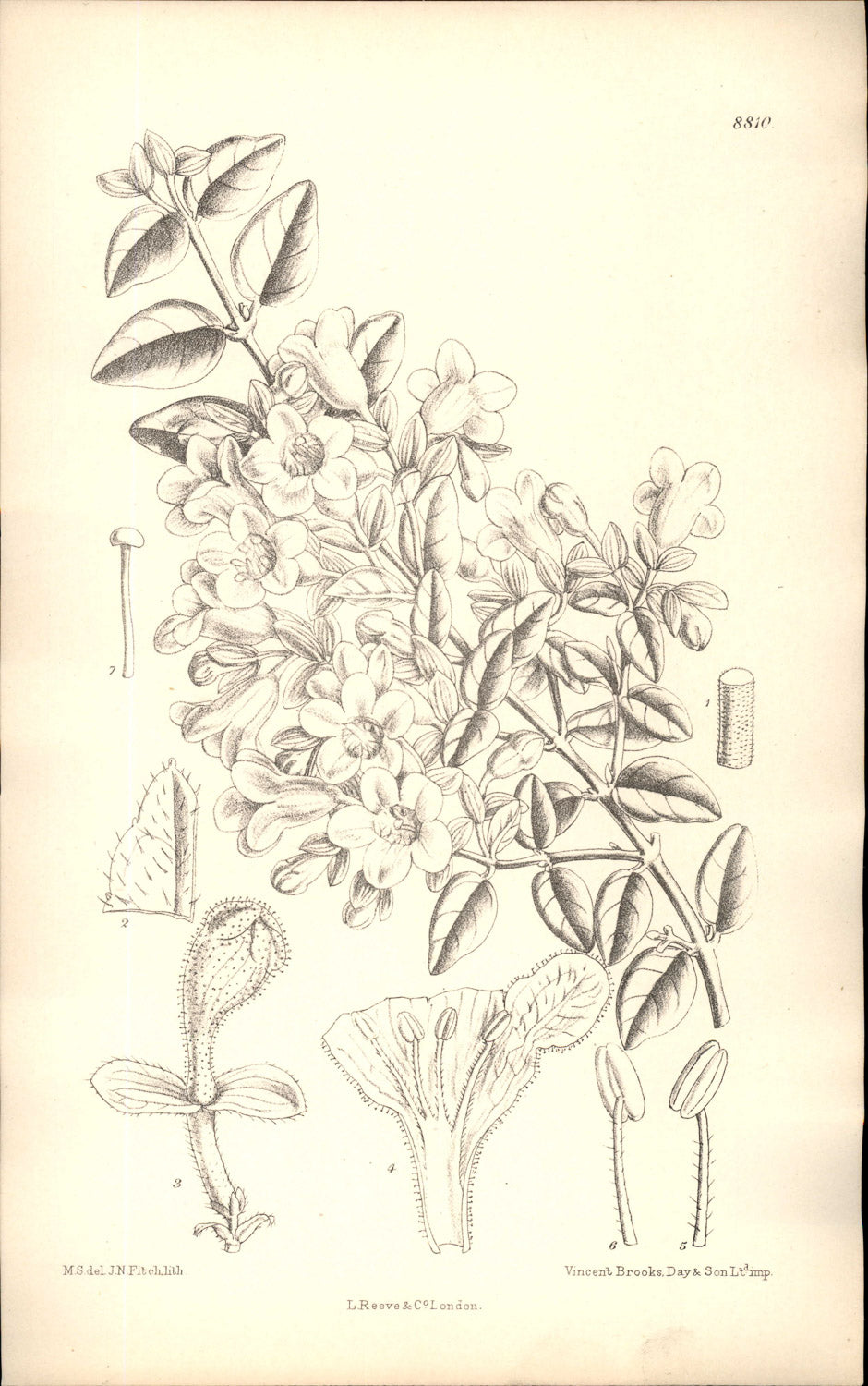 Curtis Botanical – Plate 8810 – —