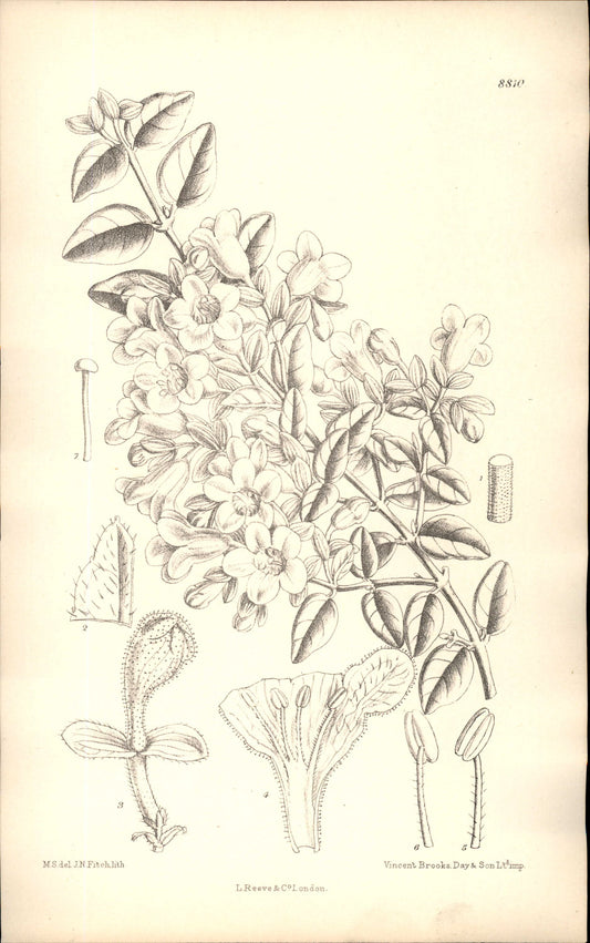 Curtis Botanical – Plate 8810 – —
