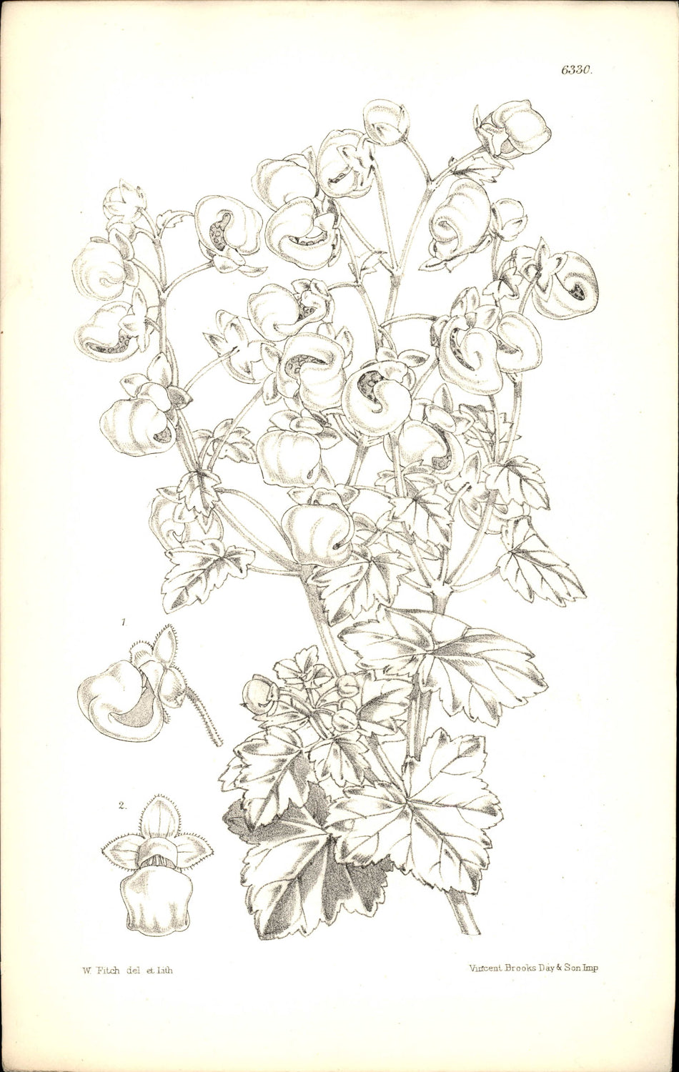 Curtis Botanical – Plate 6330 – Lobed Slipper Flower / Lobed Calceolaria