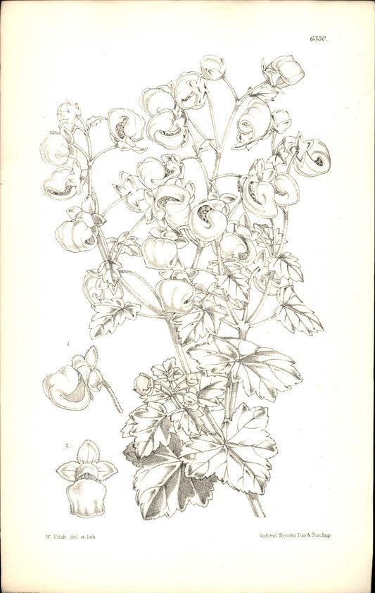 Curtis Botanical – Plate 6330 – Lobed Slipper Flower / Lobed Calceolaria