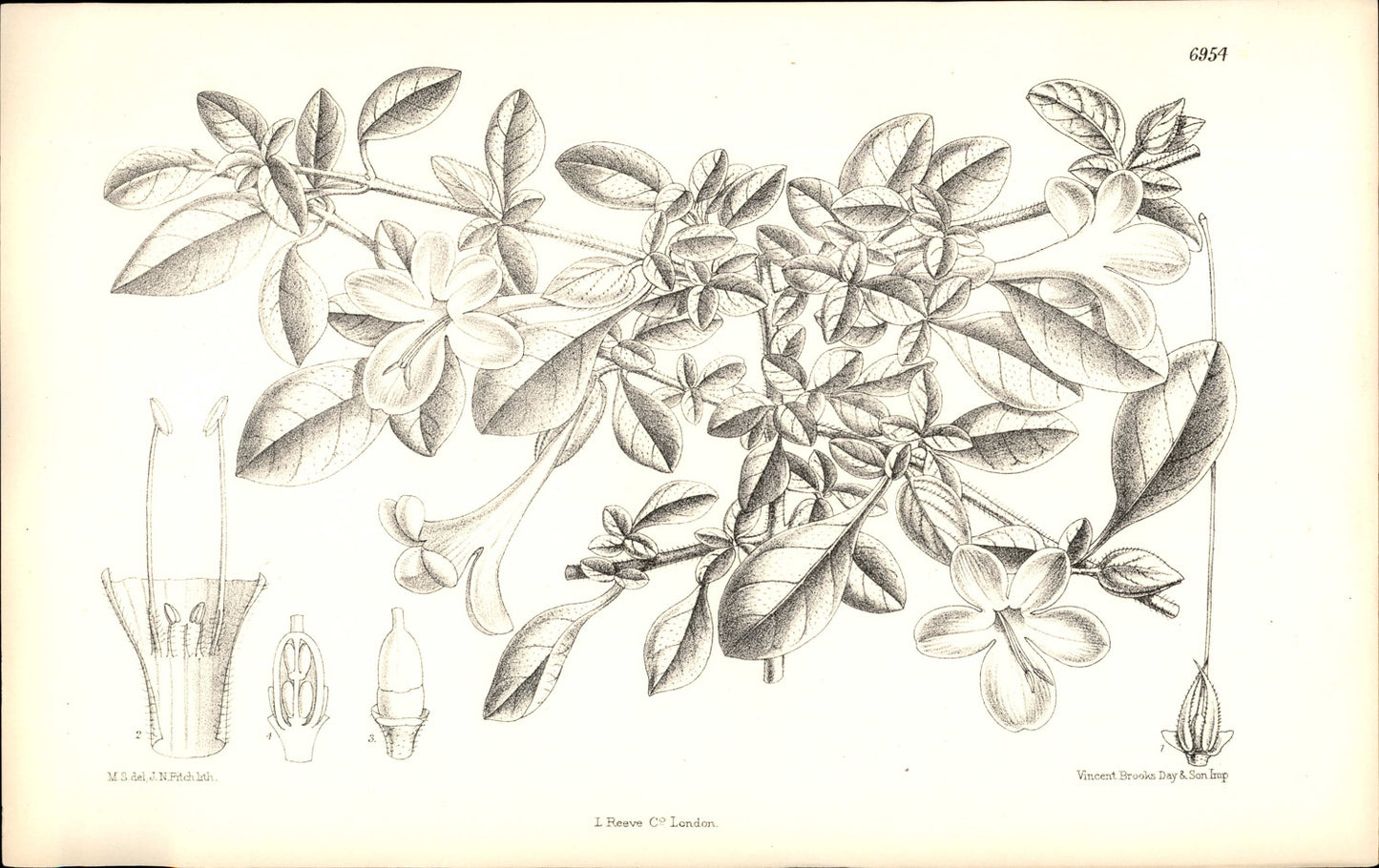 Curtis Botanical – Plate 6954 – Creeping Barleria / Pink Bush Violet