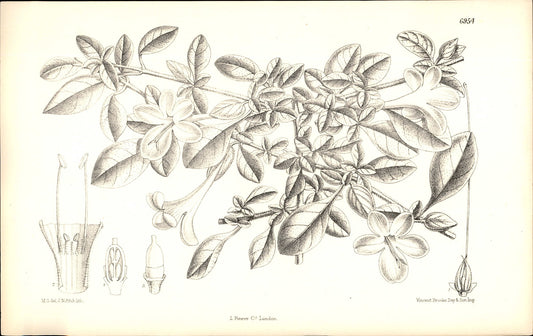 Curtis Botanical – Plate 6954 – Creeping Barleria / Pink Bush Violet