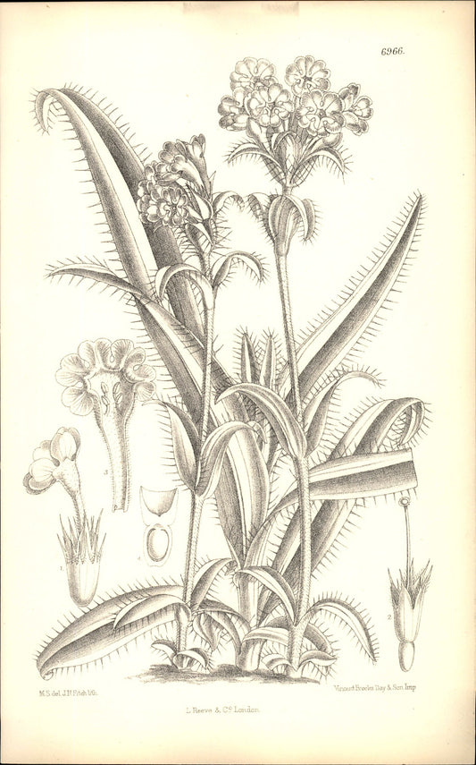 Curtis Botanical – Plate 6966 – Whorlflower / Betony-leafed Morina
