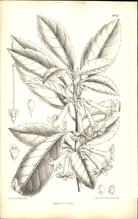 Curtis Botanical – Plate 6951 – Large-leafed Alseuosmia / Toropapa