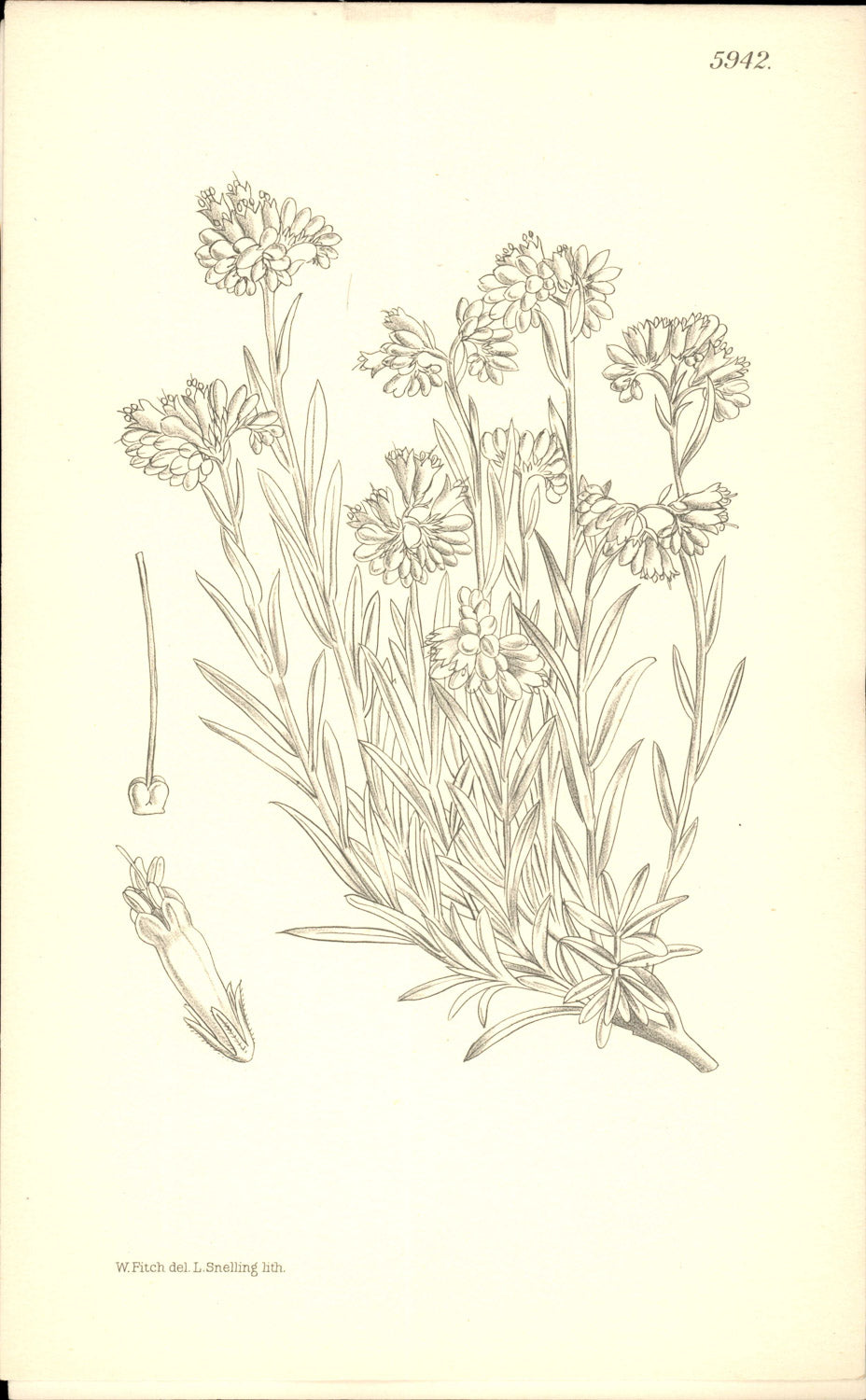 Curtis Botanical – Plate 5942 – Rock Gromwell / Stony Stonewort