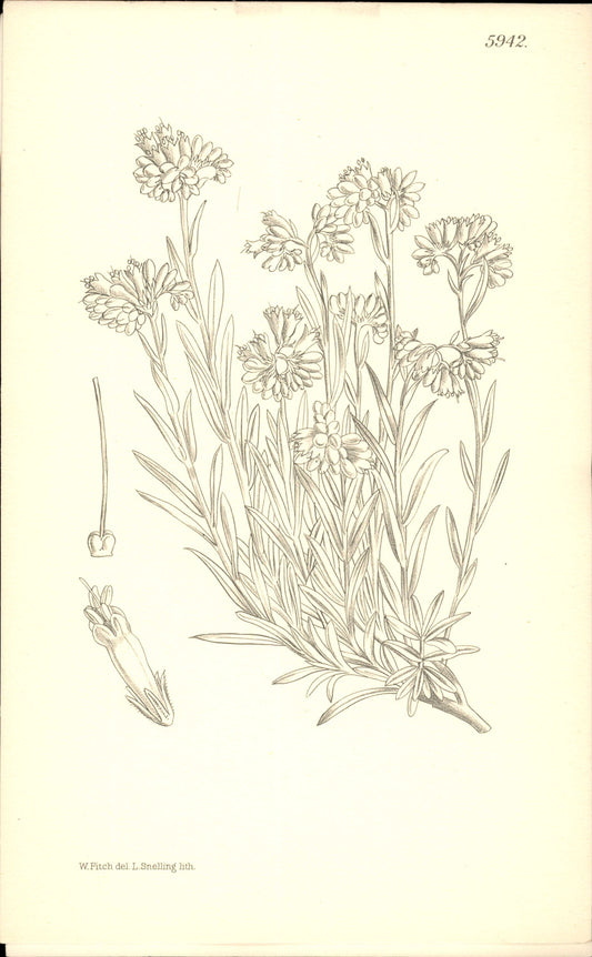 Curtis Botanical – Plate 5942 – Rock Gromwell / Stony Stonewort