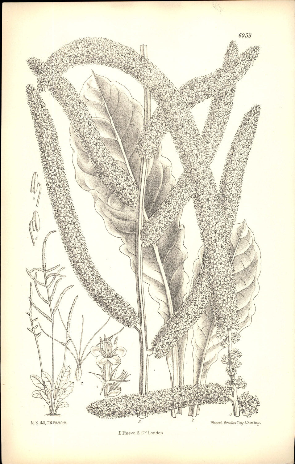 Curtis Botanical – Plate 6959 – Rat's Tail Statice / Pink Poker / Russian Statice