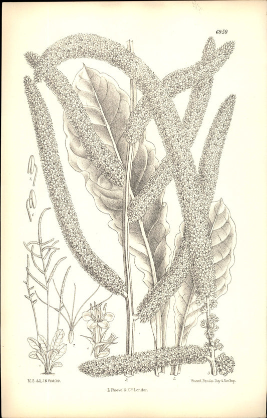 Curtis Botanical – Plate 6959 – Rat's Tail Statice / Pink Poker / Russian Statice
