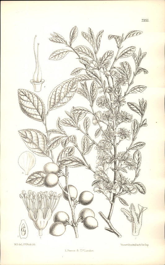 Curtis Botanical – Plate 7335 – —