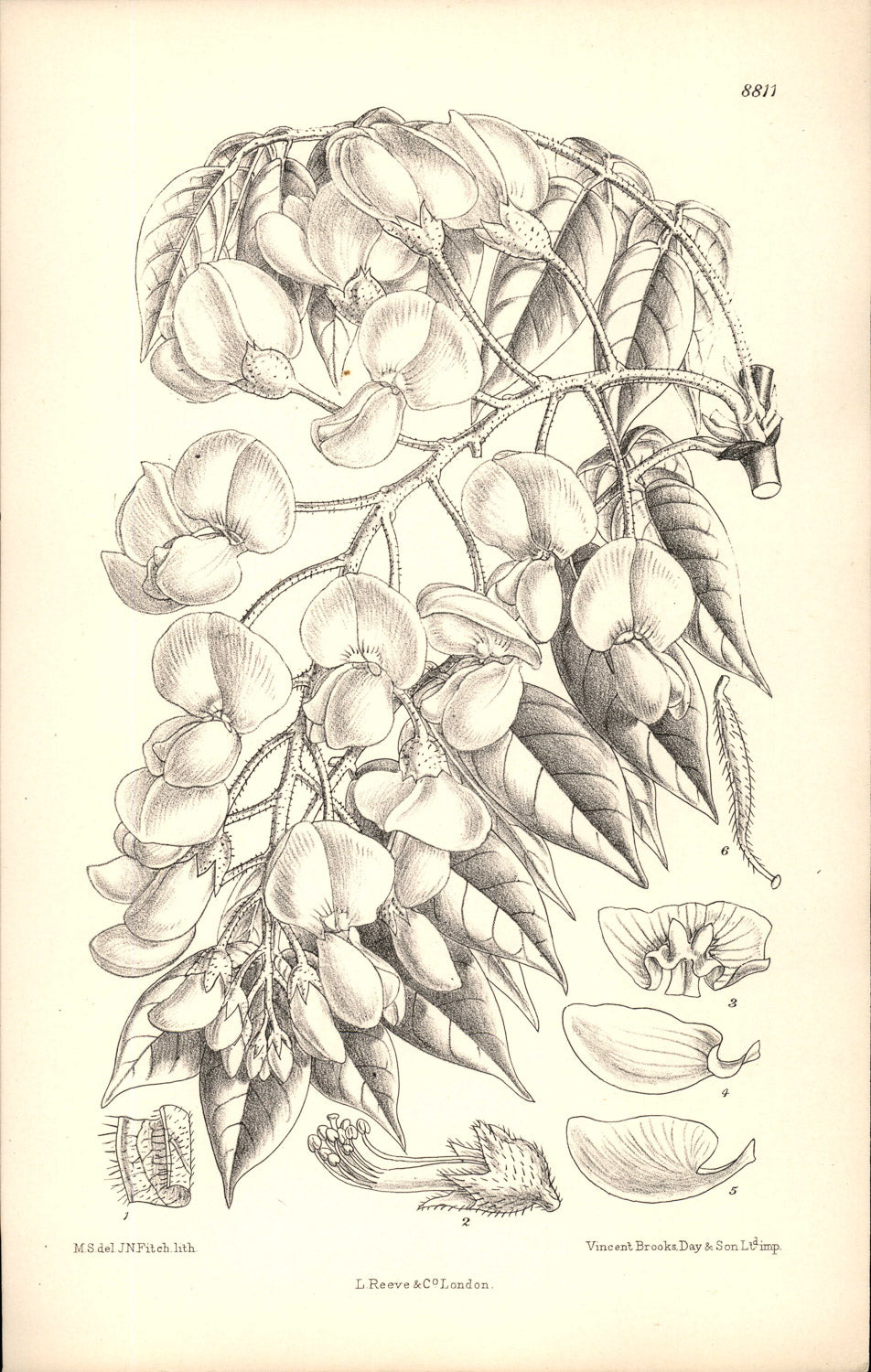 Curtis Botanical – Plate 8811 – —