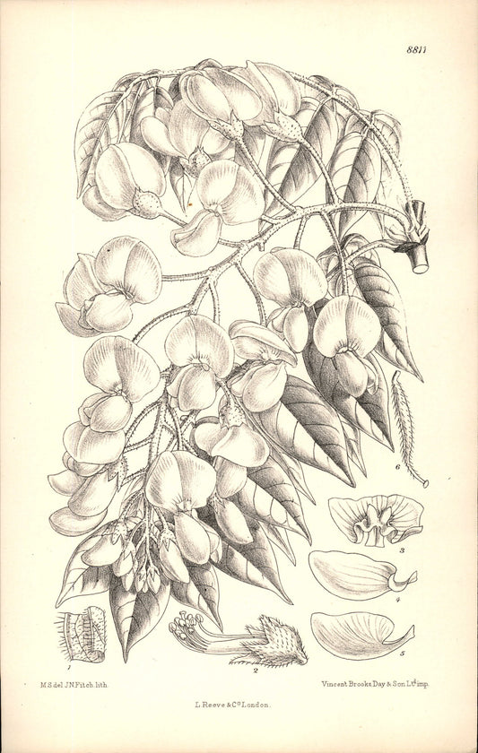 Curtis Botanical – Plate 8811 – —