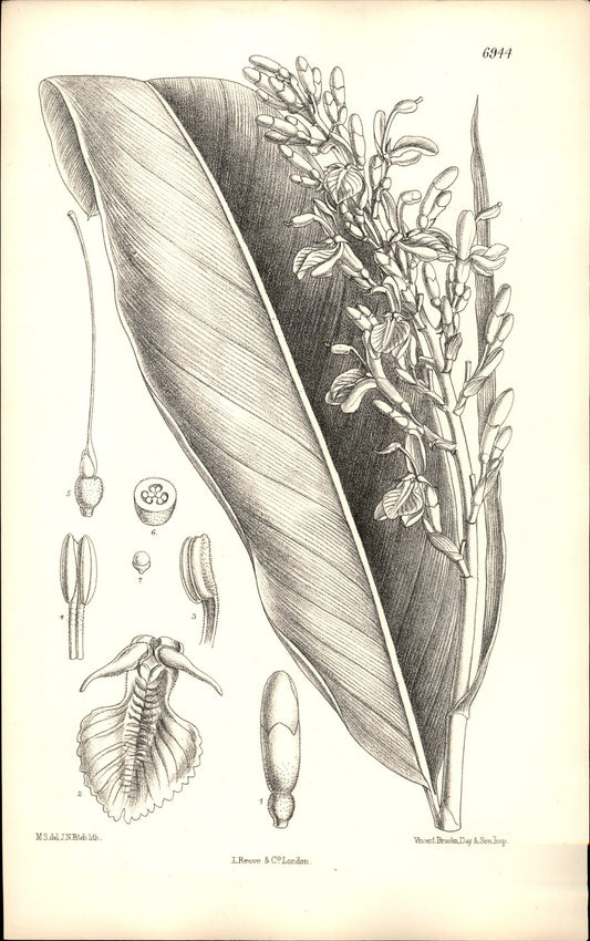 Curtis Botanical – Plate 6944 – Shell Ginger / Pink Porcelain Lily
