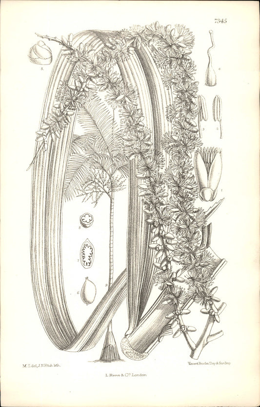 Curtis Botanical – Plate 7345 – Solitaire Palm / Elegant Palm
