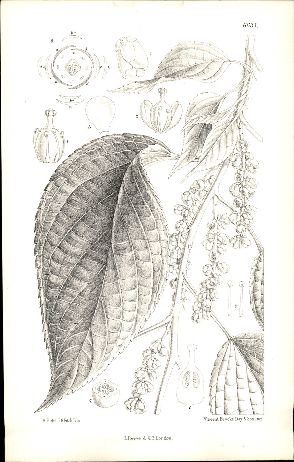 Curtis Botanical – Plate 6631 – Early Stachyurus / Japanese Spiketail
