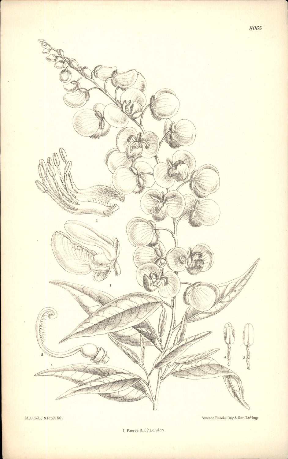 Curtis Botanical – Plate 8065 – Petalless Milkwort / Baja Polygala