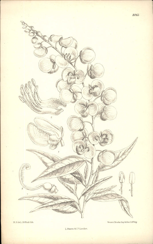 Curtis Botanical – Plate 8065 – Petalless Milkwort / Baja Polygala