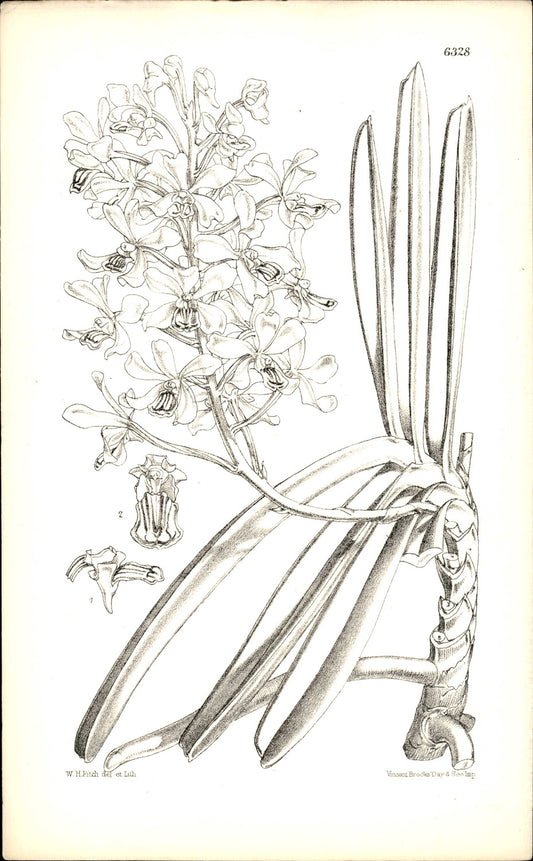 Curtis Botanical – Plate 6328 – Boxall's Blue Vanda / Blue Orchid