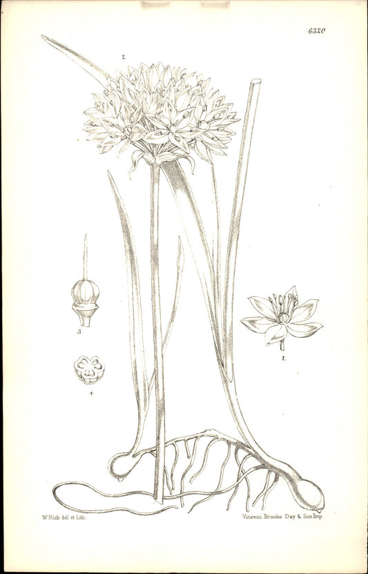 Curtis Botanical – Plate 6320 – One-leafed Onion / Single-leaf Onion