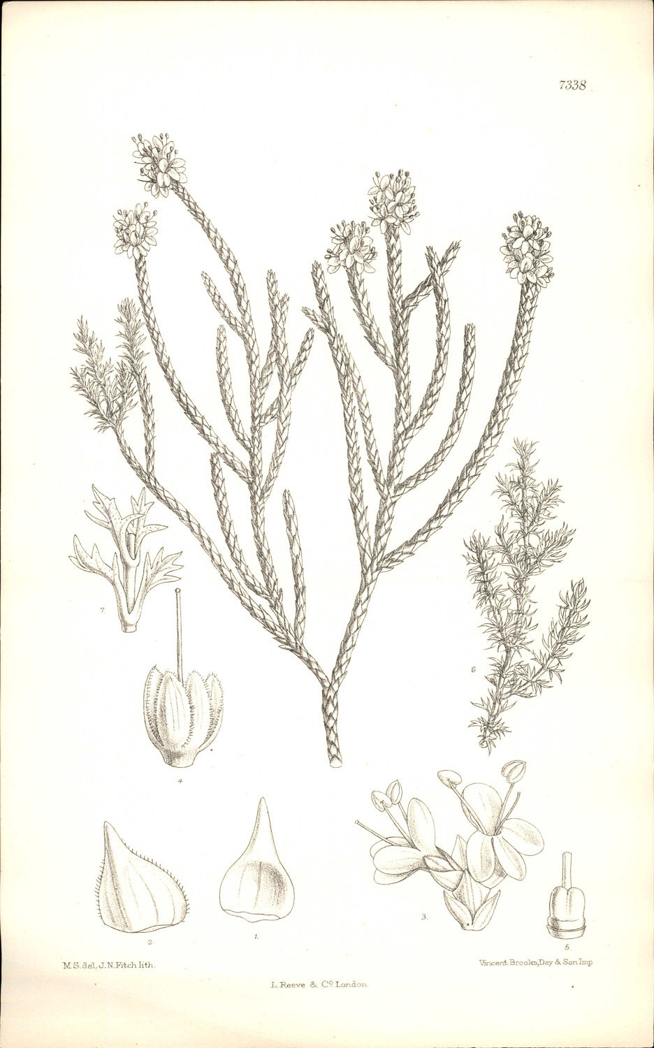 Curtis Botanical – Plate 7338 – Clubmoss Speedwell / Whipcord Hebe