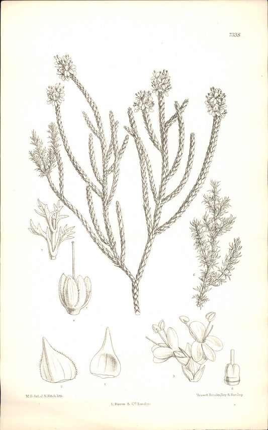 Curtis Botanical – Plate 7338 – Clubmoss Speedwell / Whipcord Hebe