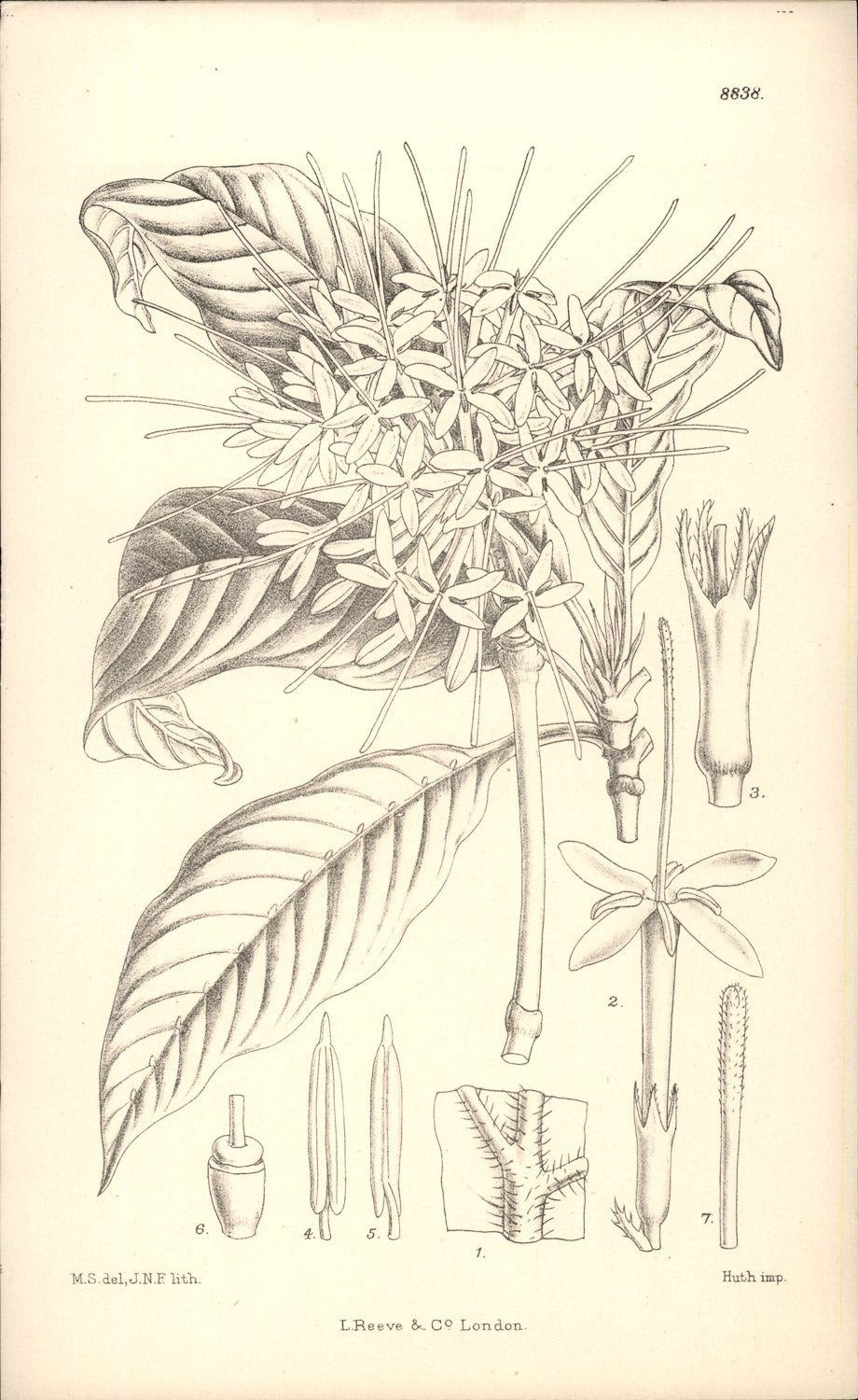Curtis Botanical – Plate 8838 – Ethiopian Pavetta / Abyssinian Bride's Bush