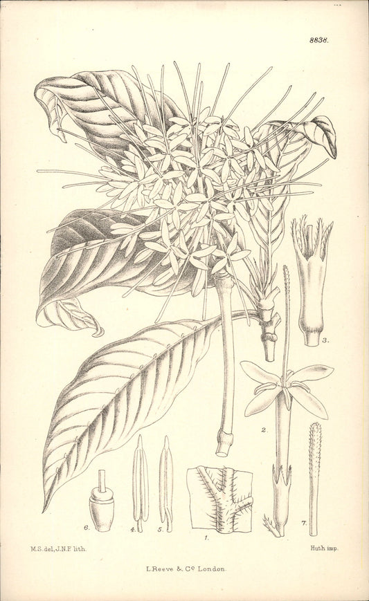 Curtis Botanical – Plate 8838 – Ethiopian Pavetta / Abyssinian Bride's Bush