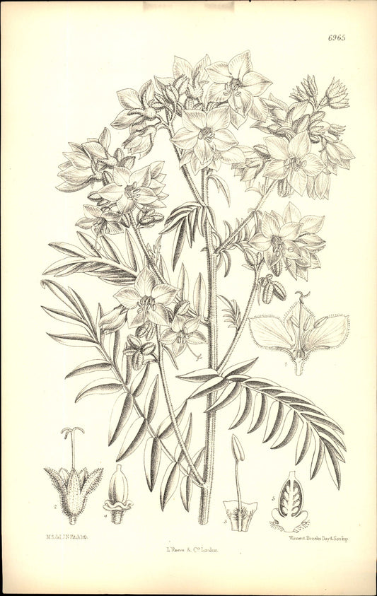 Curtis Botanical – Plate 6965 – Yellow Jacob's Ladder