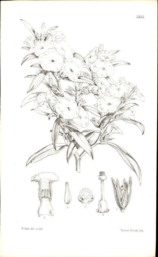 Curtis Botanical – Plate 5615 – Morning Glory Heliotrope / Bindweed Heliotrope