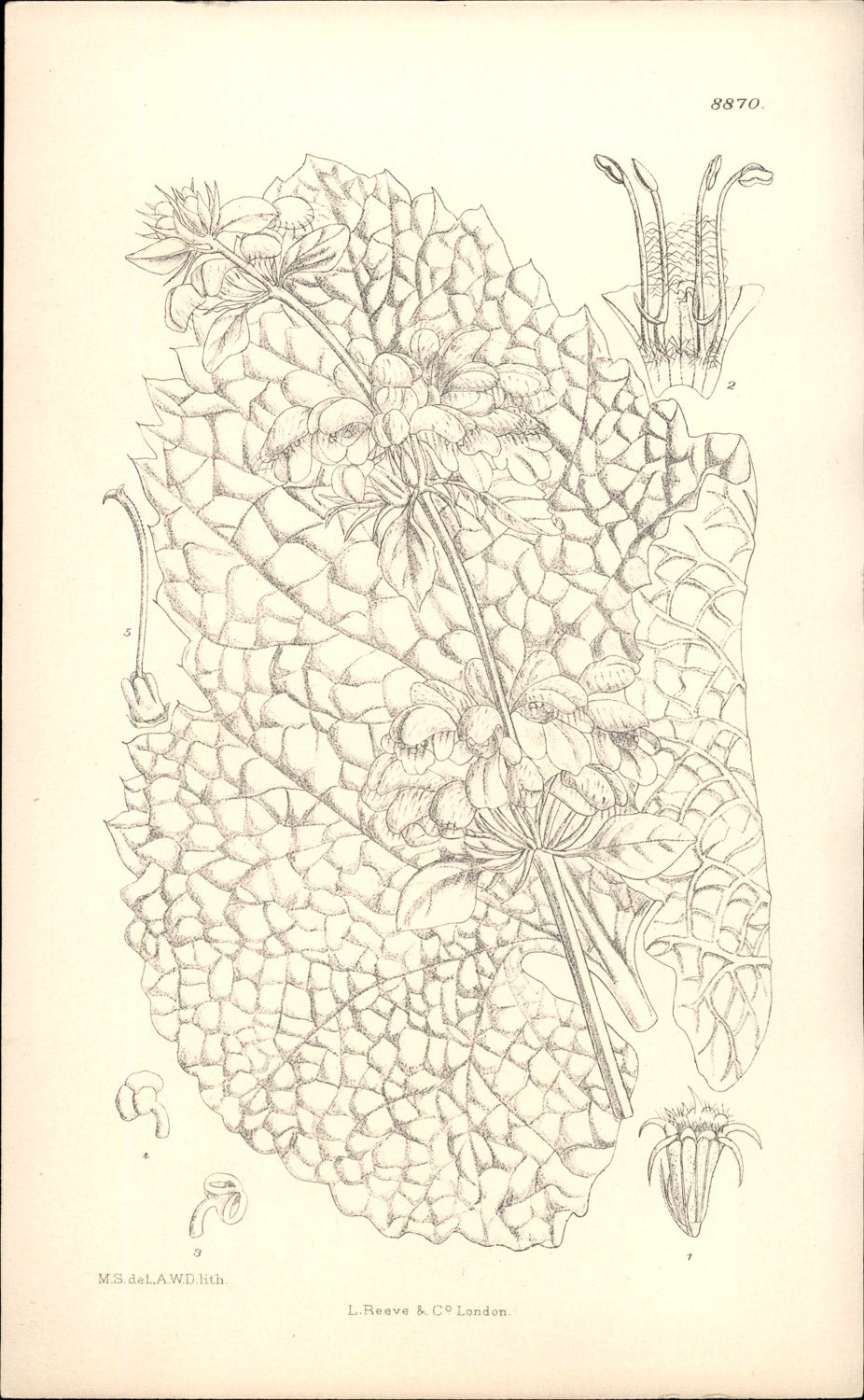 Curtis Botanical – Plate 8870 – Spectacular Jerusalem Sage