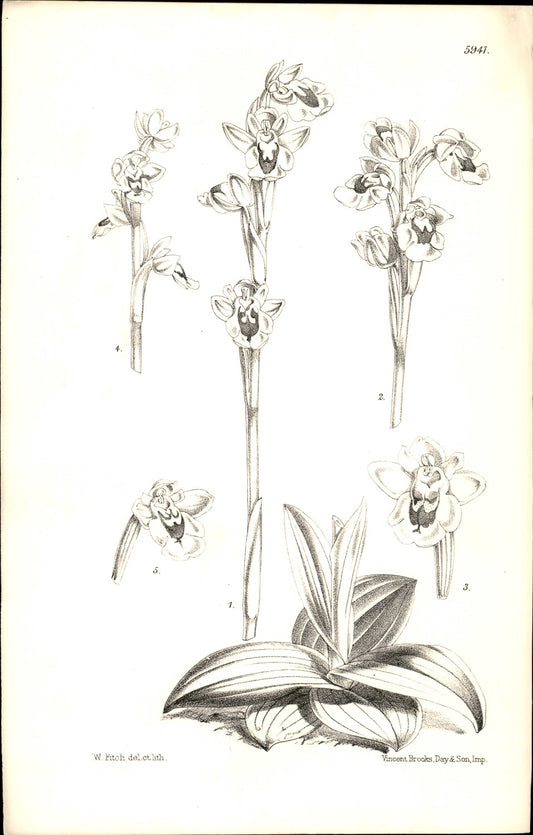 Curtis Botanical – Plate 5941 – Yellow Bee Orchid