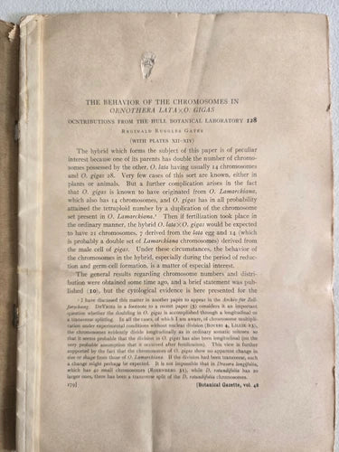 The Behavior of Chromosomes in Oenothera lat by Reginald Ruggles Gates